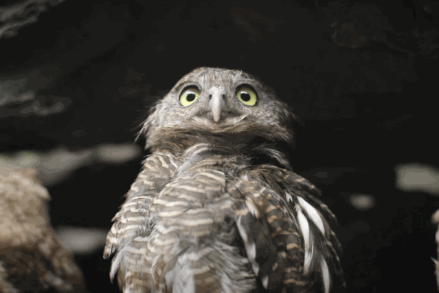 小熊猫庄园成为全国15家“金选度假酒店”之一