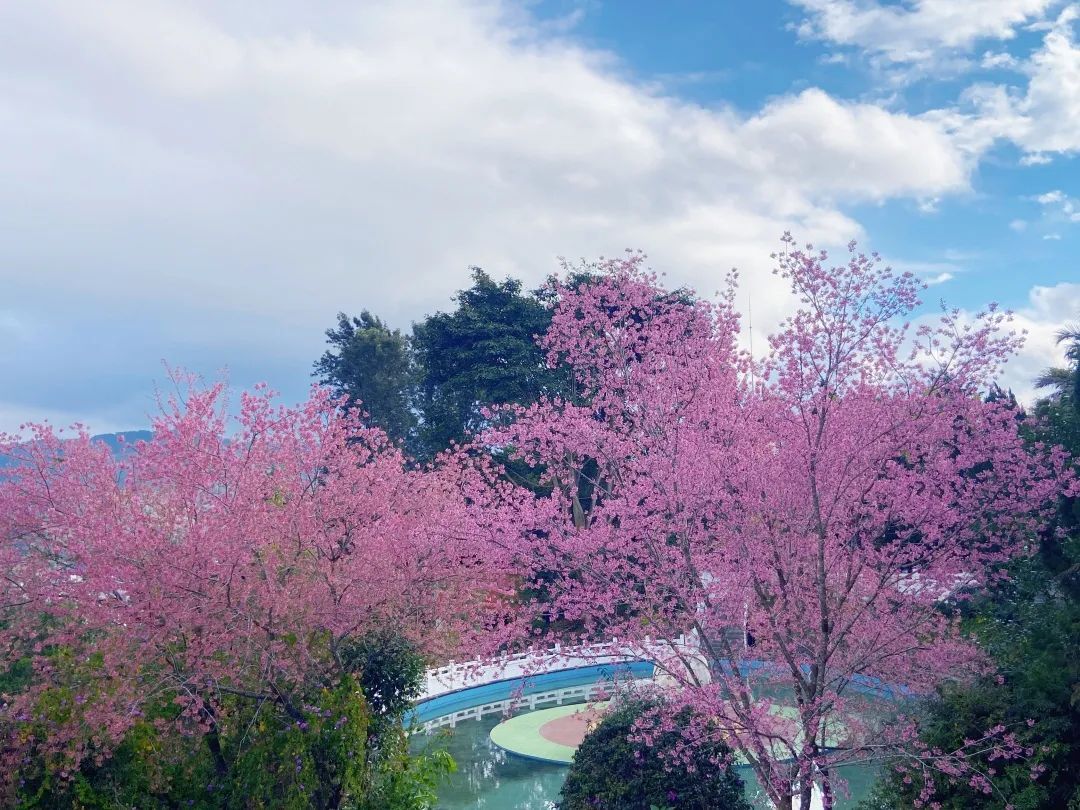 元旦到来/正值墨江樱花盛开时/不妨来北回归线标志园赏樱花