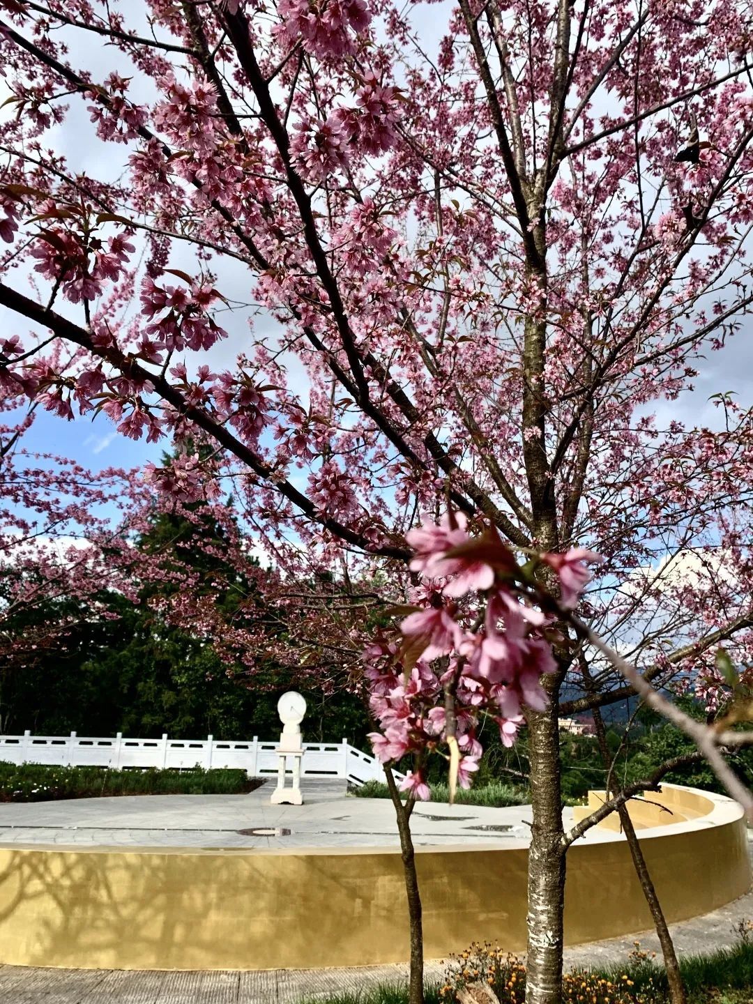 元旦到来/正值墨江樱花盛开时/不妨来北回归线标志园赏樱花