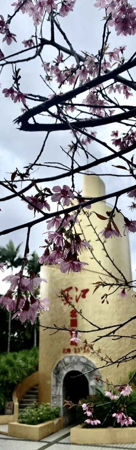 元旦到来/正值墨江樱花盛开时/不妨来北回归线标志园赏樱花