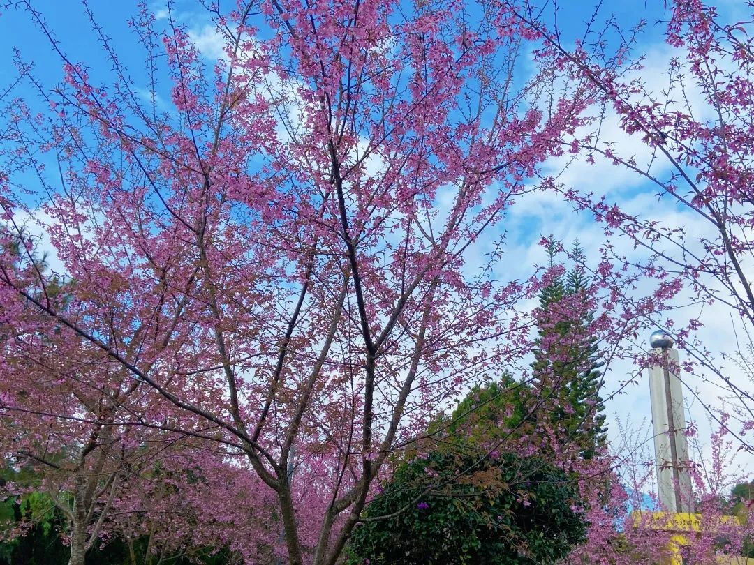 元旦到来/正值墨江樱花盛开时/不妨来北回归线标志园赏樱花