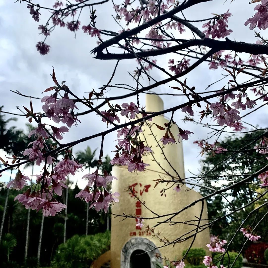 元旦到来/正值墨江樱花盛开时/不妨来北回归线标志园赏樱花
