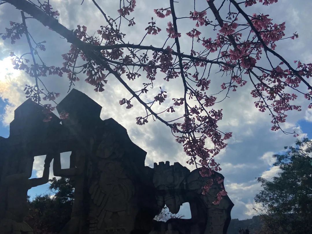 元旦到来/正值墨江樱花盛开时/不妨来北回归线标志园赏樱花